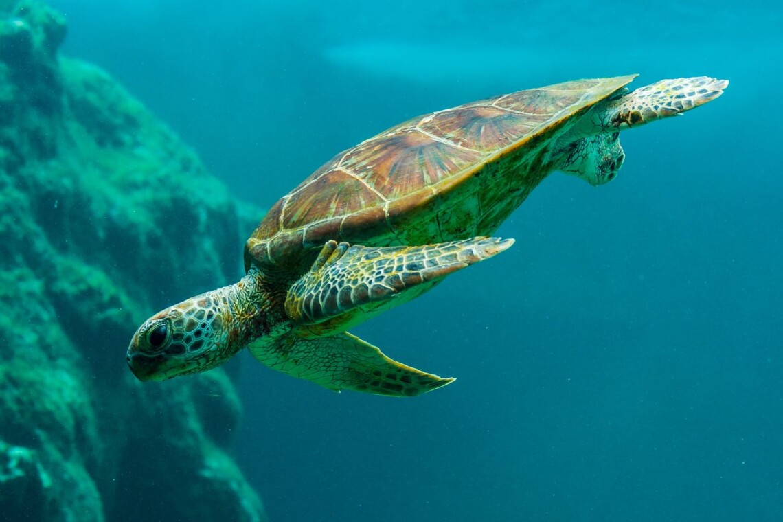 Catamaran Snorkeling Cruise with Lunch - Aruba Hostess